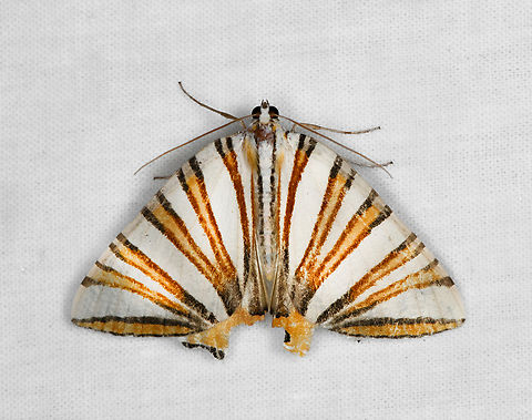 Pityeja histrionaria, Otún Quimbaya Fauna and Flora Sanctuary, Colombia  Colombia,Colombia 2022,Geotagged,Otún Quimbaya Fauna and Flora Sanctuary,Pityeja histrionaria,South America,Summer,World