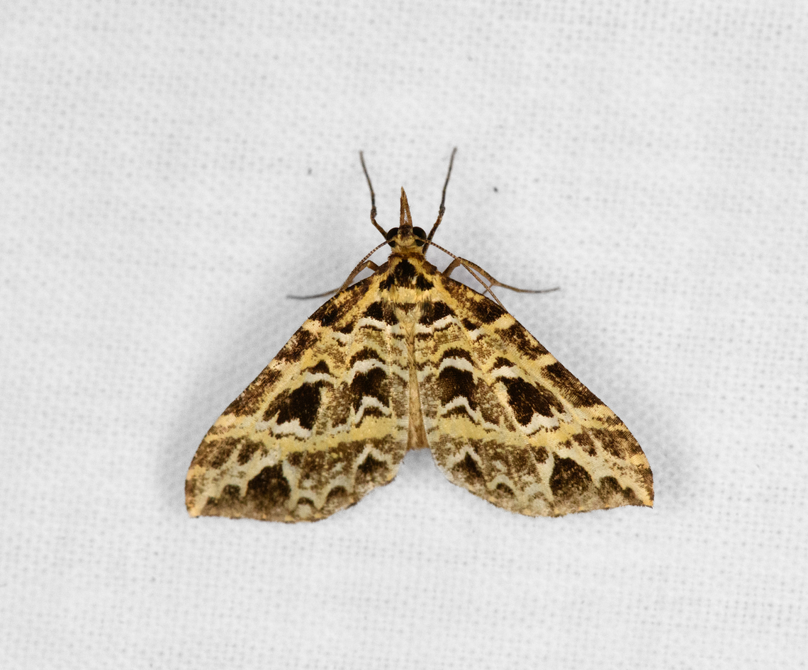 Moth 5, Otún Quimbaya Fauna and Flora Sanctuary, Colombia  Colombia,Colombia 2022,Geotagged,Otún Quimbaya Fauna and Flora Sanctuary,South America,Summer,World