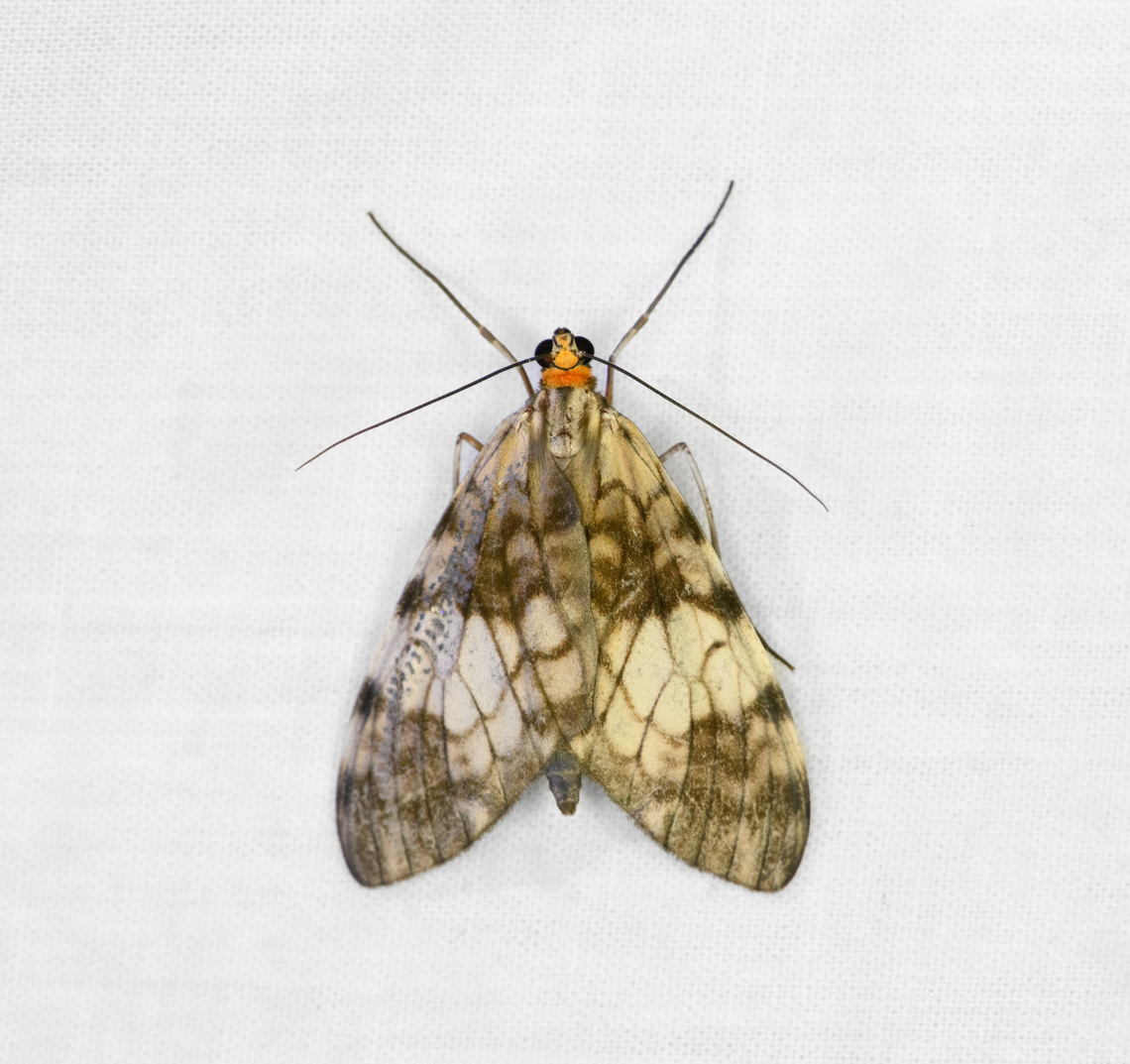 Graphidipus flaviceps, Ot&uacute;n Quimbaya Fauna and Flora Sanctuary, Colombia  Colombia,Colombia 2022,Geotagged,Graphidipus flaviceps,Ot&uacute;n Quimbaya Fauna and Flora Sanctuary,South America,Summer,World