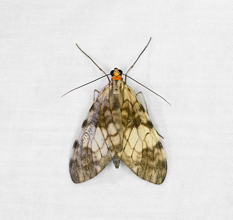 Graphidipus flaviceps, Ot&uacute;n Quimbaya Fauna and Flora Sanctuary, Colombia  Colombia,Colombia 2022,Geotagged,Graphidipus flaviceps,Ot&uacute;n Quimbaya Fauna and Flora Sanctuary,South America,Summer,World