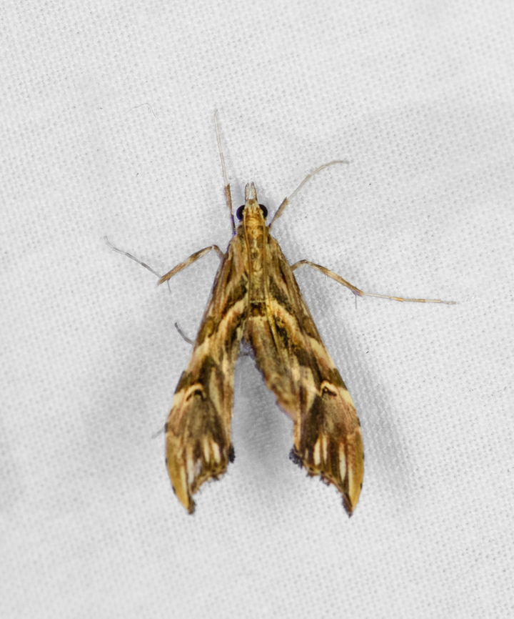 Lineodes sp., Otún Quimbaya Fauna and Flora Sanctuary, Colombia  Colombia,Colombia 2022,Geotagged,Otún Quimbaya Fauna and Flora Sanctuary,South America,Summer,World