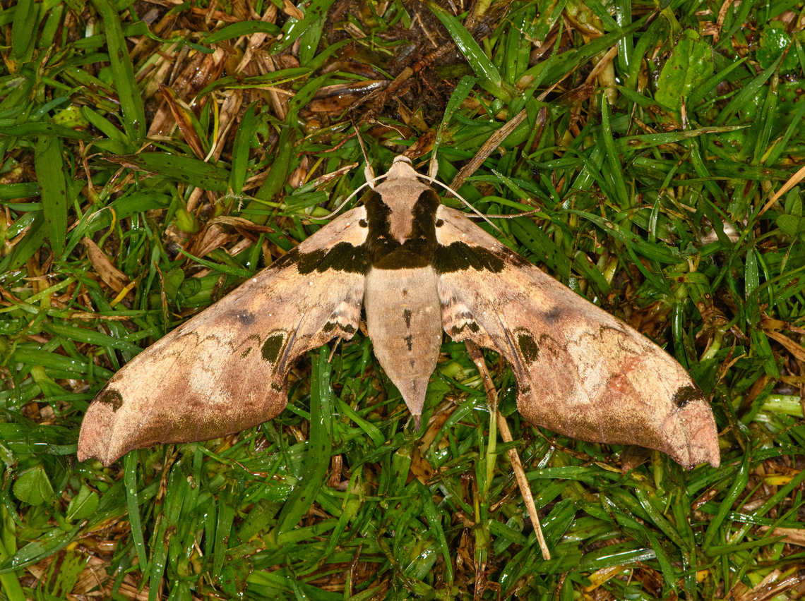 Adhemarius gannascus, Otún Quimbaya Fauna and Flora Sanctuary, Colombia  Adhemarius gannascus,Colombia,Colombia 2022,Geotagged,Otún Quimbaya Fauna and Flora Sanctuary,South America,Summer,World