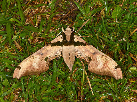 Adhemarius gannascus, Otún Quimbaya Fauna and Flora Sanctuary, Colombia  Adhemarius gannascus,Colombia,Colombia 2022,Geotagged,Otún Quimbaya Fauna and Flora Sanctuary,South America,Summer,World