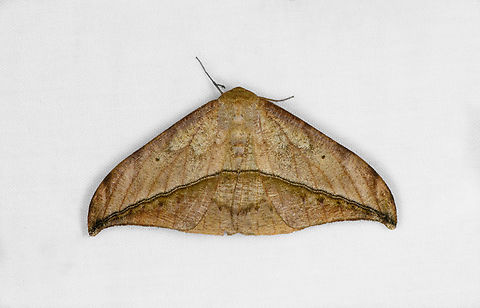 Oxydia augusta, Ot&uacute;n Quimbaya Fauna and Flora Sanctuary, Colombia  Colombia,Colombia 2022,Geotagged,Ot&uacute;n Quimbaya Fauna and Flora Sanctuary,Oxydia augusta,South America,Summer,World