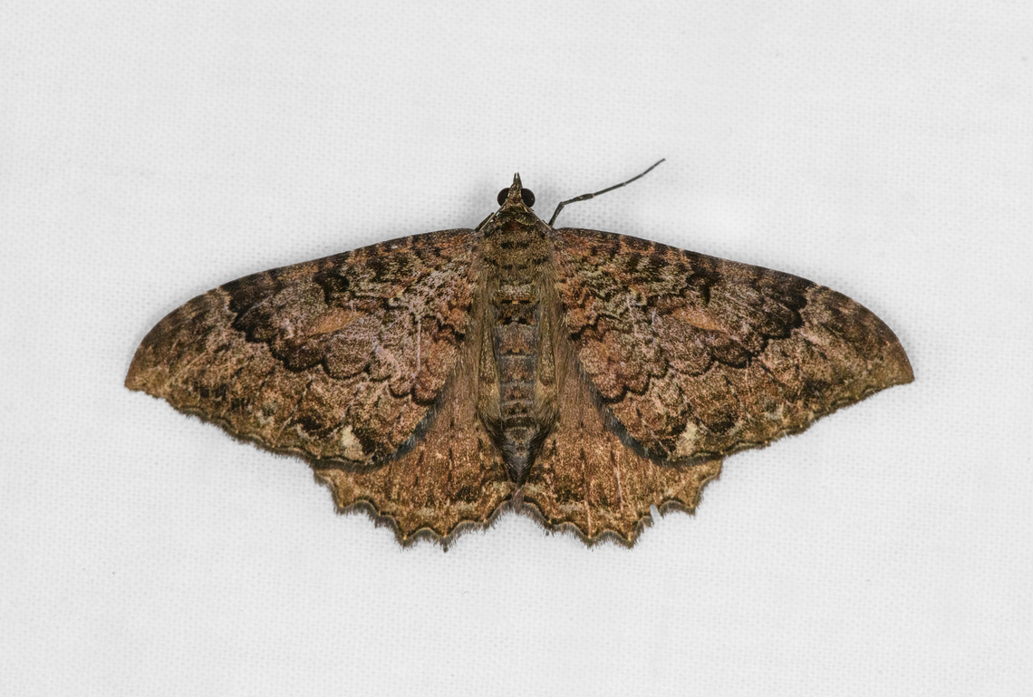 Geometer moth, Otún Quimbaya Fauna and Flora Sanctuary, Colombia Looks similar to Rheumaptera meadii, but geographically a questionable candidate. Colombia,Colombia 2022,Geotagged,Otún Quimbaya Fauna and Flora Sanctuary,South America,Summer,World