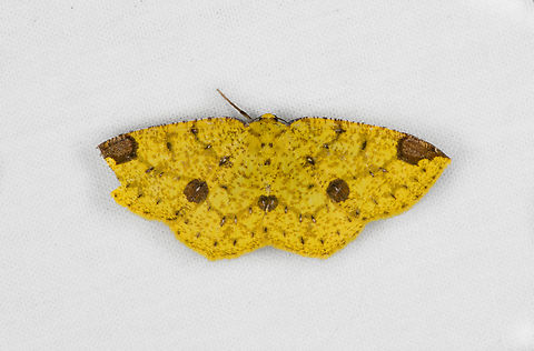 Periclina rumiaria, Ot&uacute;n Quimbaya Fauna and Flora Sanctuary, Colombia  Colombia,Colombia 2022,Geotagged,Ot&uacute;n Quimbaya Fauna and Flora Sanctuary,Periclina rumiaria,South America,Summer,World