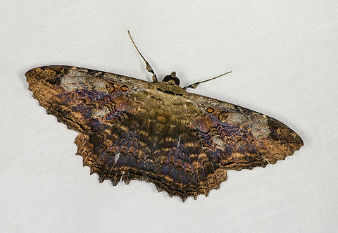 Feigeria caligula, Otún Quimbaya Fauna and Flora Sanctuary, Colombia Formerly known as Letis caligula. Colombia,Colombia 2022,Feigeria caligula,Geotagged,Otún Quimbaya Fauna and Flora Sanctuary,South America,Summer,World