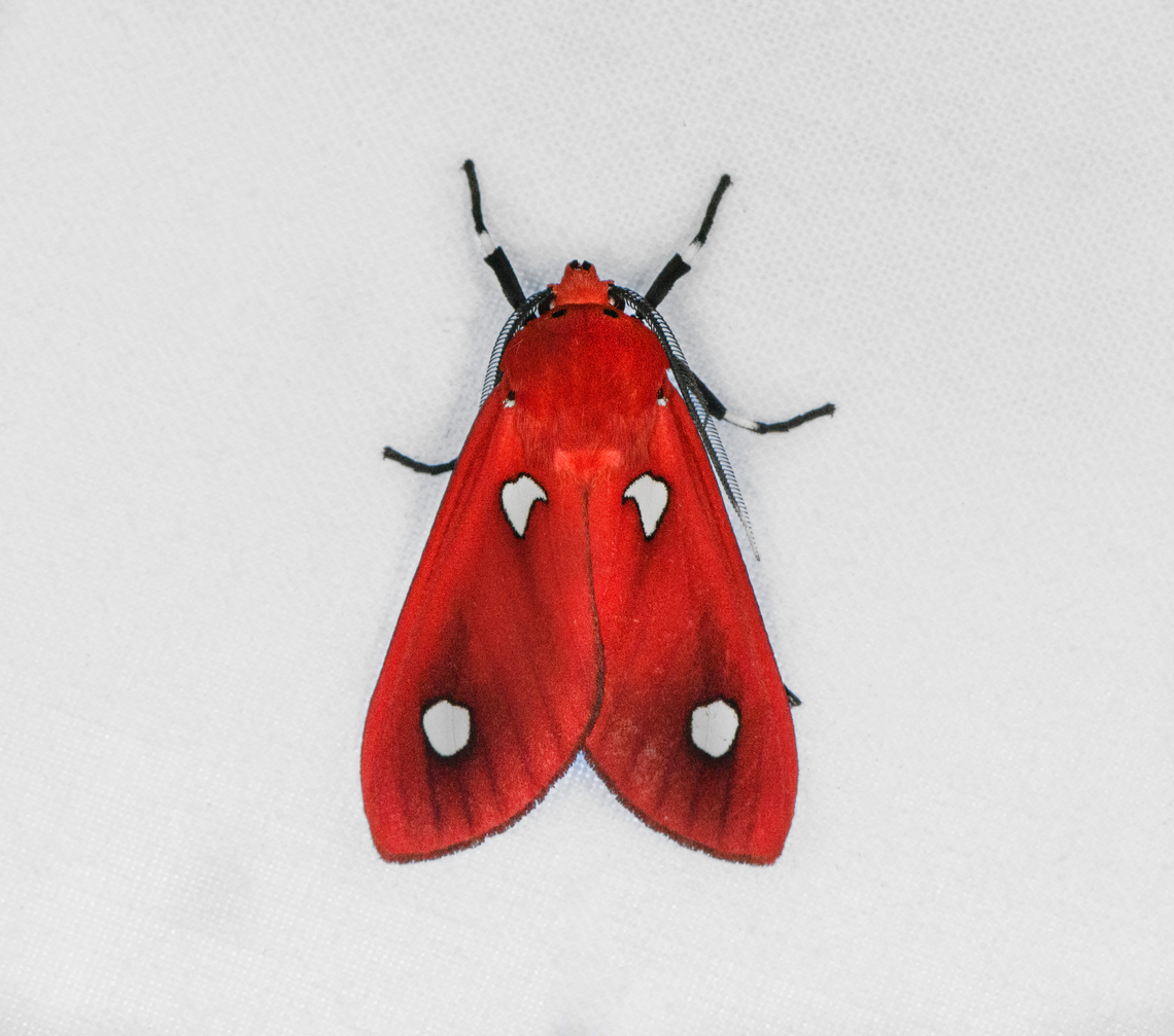 Hyperthaema sanguineata, Ot&uacute;n Quimbaya Fauna and Flora Sanctuary, Colombia  Colombia,Colombia 2022,Geotagged,Hyperthaema sanguineata,Ot&uacute;n Quimbaya Fauna and Flora Sanctuary,South America,Summer,World