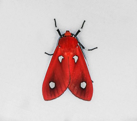 Hyperthaema sanguineata, Otún Quimbaya Fauna and Flora Sanctuary, Colombia  Colombia,Colombia 2022,Geotagged,Hyperthaema sanguineata,Otún Quimbaya Fauna and Flora Sanctuary,South America,Summer,World