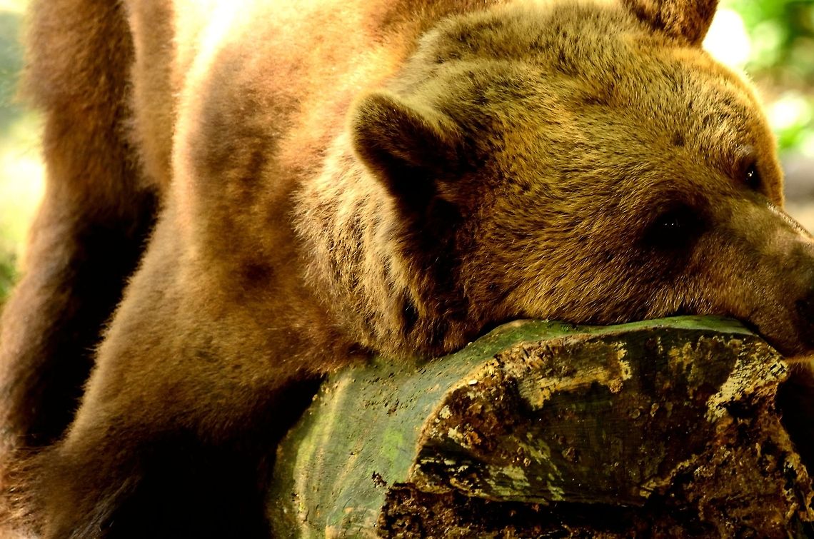 Lazy Brown Bear If you weigh over a thousand pounds, you require a big tree to sleep on. Bear,Brown Bear,Brown bear,Humor,Mammals,Rhenen Zoo,Ursidae,Ursus arctos