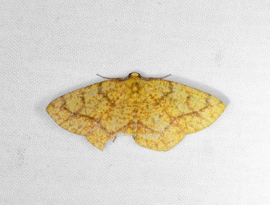 Periclina syctaria, Otún Quimbaya Fauna and Flora Sanctuary, Colombia  Colombia,Colombia 2022,Geotagged,Otún Quimbaya Fauna and Flora Sanctuary,Periclina syctaria,South America,Summer,World