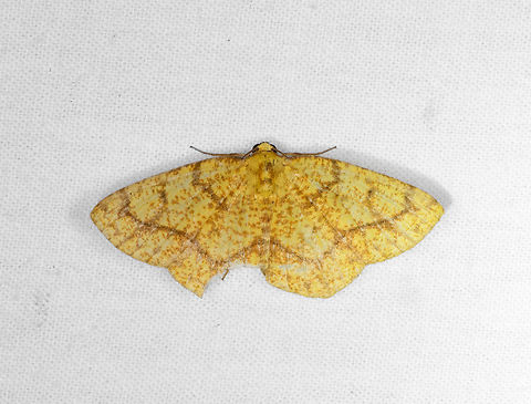 Periclina syctaria, Ot&uacute;n Quimbaya Fauna and Flora Sanctuary, Colombia  Colombia,Colombia 2022,Geotagged,Ot&uacute;n Quimbaya Fauna and Flora Sanctuary,Periclina syctaria,South America,Summer,World