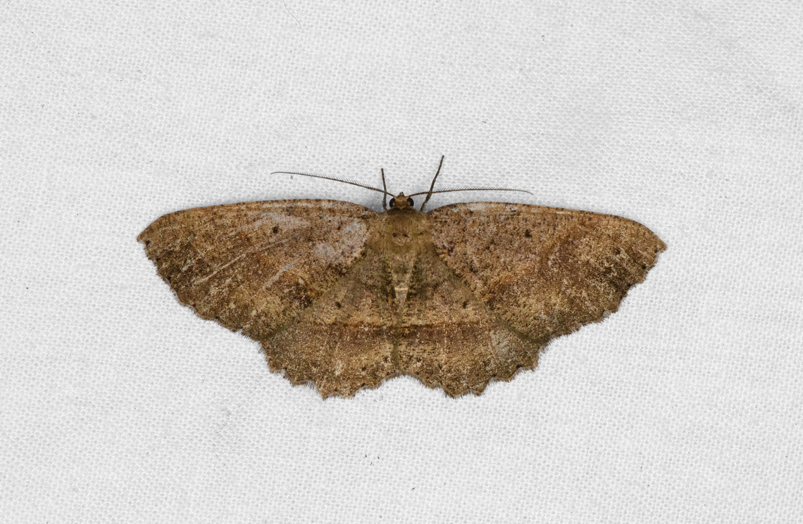 Melanolophia sp.? Ot&uacute;n Quimbaya Fauna and Flora Sanctuary, Colombia  Colombia,Colombia 2022,Geotagged,Ot&uacute;n Quimbaya Fauna and Flora Sanctuary,South America,Summer,World