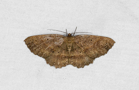 Melanolophia sp.? Ot&uacute;n Quimbaya Fauna and Flora Sanctuary, Colombia  Colombia,Colombia 2022,Geotagged,Ot&uacute;n Quimbaya Fauna and Flora Sanctuary,South America,Summer,World