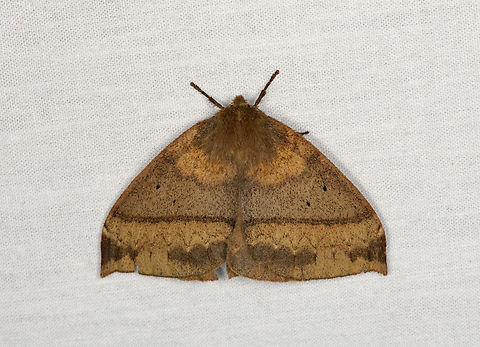 Automeris sp., Otún Quimbaya Fauna and Flora Sanctuary, Colombia  Colombia,Colombia 2022,Geotagged,Otún Quimbaya Fauna and Flora Sanctuary,South America,Summer,World