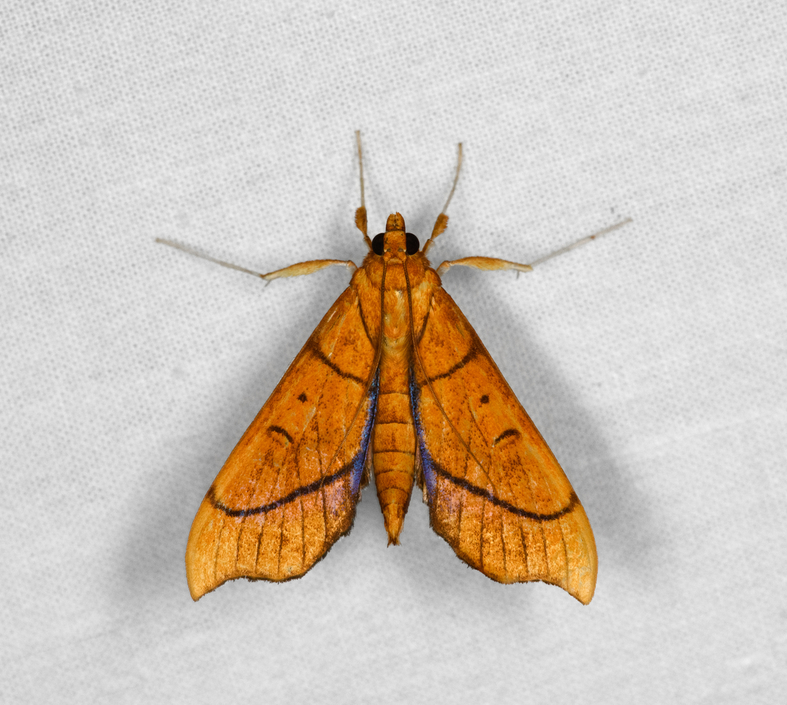 Anarmodia repandalis, Otún Quimbaya Fauna and Flora Sanctuary, Colombia  Anarmodia repandalis,Colombia,Colombia 2022,Geotagged,Otún Quimbaya Fauna and Flora Sanctuary,South America,Summer,World