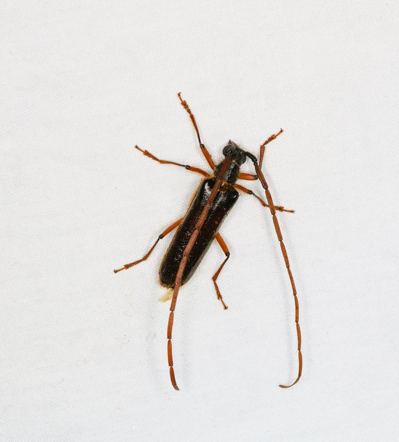 Coleoxestia sp., Ot&uacute;n Quimbaya Fauna and Flora Sanctuary, Colombia  Colombia,Colombia 2022,Geotagged,Ot&uacute;n Quimbaya Fauna and Flora Sanctuary,South America,Summer,World