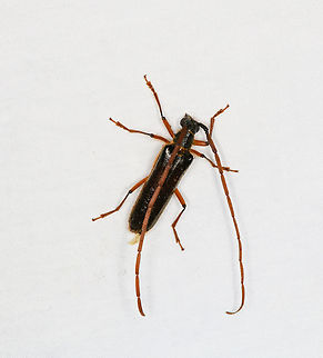 Coleoxestia sp., Ot&uacute;n Quimbaya Fauna and Flora Sanctuary, Colombia  Colombia,Colombia 2022,Geotagged,Ot&uacute;n Quimbaya Fauna and Flora Sanctuary,South America,Summer,World