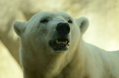 Polar Bear closeup This polar bear smells my lunch box, as can be seen from the nose in the air and drooling on its lip. Bear,Mammals,Polar Bear,Rhenen Zoo,Ursidae,Ursus maritimus