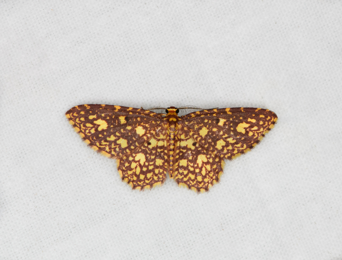 Eois cancellata, Ot&uacute;n Quimbaya Fauna and Flora Sanctuary, Colombia  Colombia,Colombia 2022,Eois cancellata,Geotagged,Ot&uacute;n Quimbaya Fauna and Flora Sanctuary,South America,Summer,World