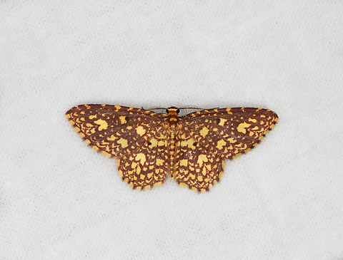 Eois cancellata, Ot&uacute;n Quimbaya Fauna and Flora Sanctuary, Colombia  Colombia,Colombia 2022,Eois cancellata,Geotagged,Ot&uacute;n Quimbaya Fauna and Flora Sanctuary,South America,Summer,World