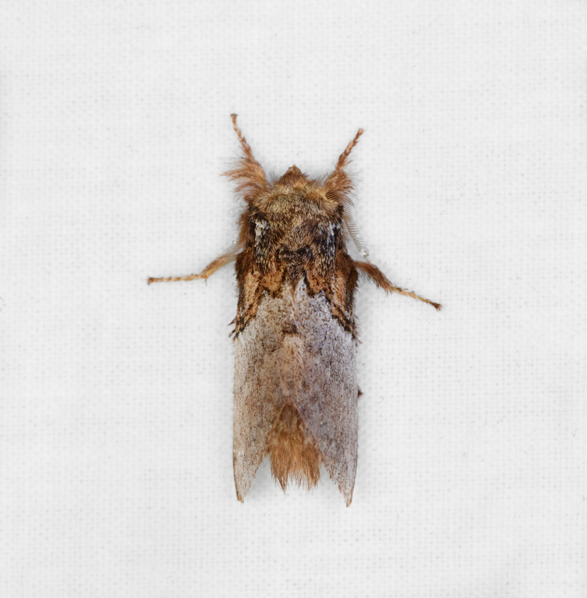 Euglyphis albidifascia, Otún Quimbaya Fauna and Flora Sanctuary, Colombia  Colombia,Colombia 2022,Euglyphis albidifascia,Geotagged,Otún Quimbaya Fauna and Flora Sanctuary,South America,Summer,World