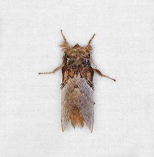 Euglyphis albidifascia