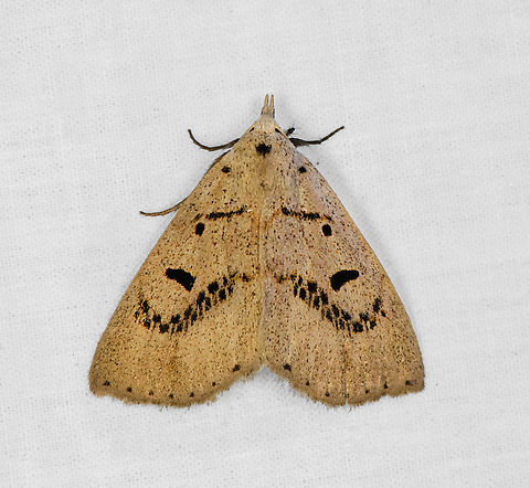 Herminodes, Otún Quimbaya Fauna and Flora Sanctuary, Colombia  Colombia,Colombia 2022,Geotagged,Otún Quimbaya Fauna and Flora Sanctuary,South America,Summer,World