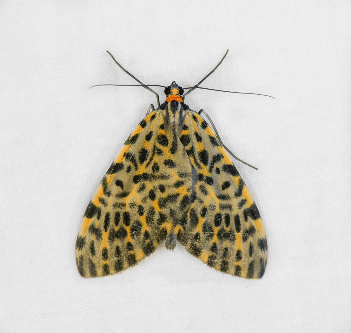 Graphidipus fulvicostaria, Ot&uacute;n Quimbaya Fauna and Flora Sanctuary, Colombia  Colombia,Colombia 2022,Geotagged,Graphidipus fulvicostaria,Ot&uacute;n Quimbaya Fauna and Flora Sanctuary,South America,Summer,World