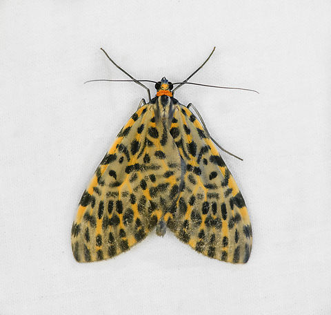 Graphidipus fulvicostaria, Ot&uacute;n Quimbaya Fauna and Flora Sanctuary, Colombia  Colombia,Colombia 2022,Geotagged,Graphidipus fulvicostaria,Ot&uacute;n Quimbaya Fauna and Flora Sanctuary,South America,Summer,World