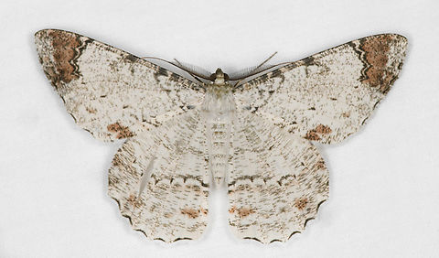 Epimecis anonaria, Ot&uacute;n Quimbaya Fauna and Flora Sanctuary, Colombia  Colombia,Colombia 2022,Epimecis anonaria,Geotagged,Ot&uacute;n Quimbaya Fauna and Flora Sanctuary,South America,Summer,World