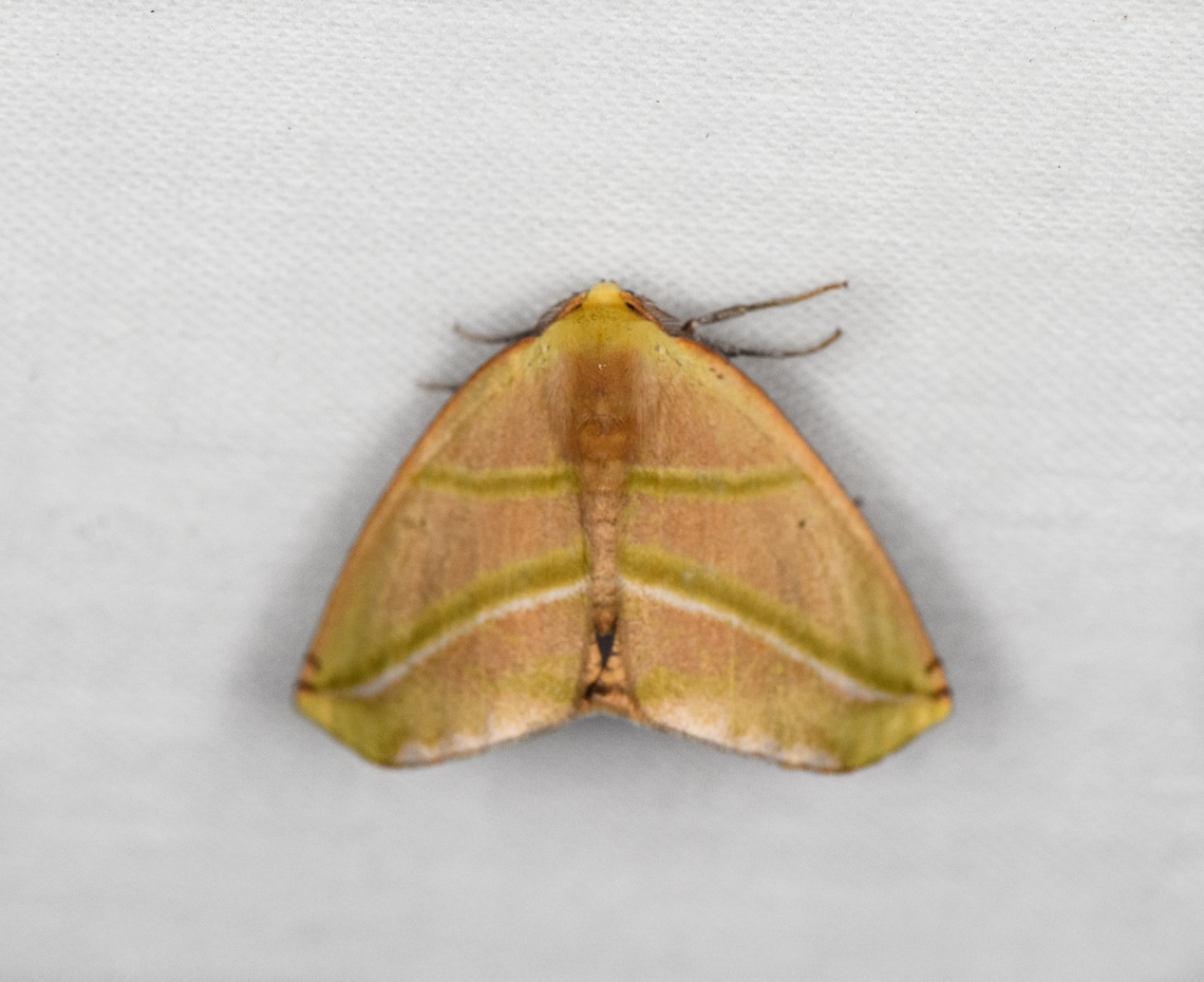 Sicya pomona, Ot&uacute;n Quimbaya Fauna and Flora Sanctuary, Colombia  Colombia,Colombia 2022,Geotagged,Ot&uacute;n Quimbaya Fauna and Flora Sanctuary,Sicya pomona,South America,Summer,World