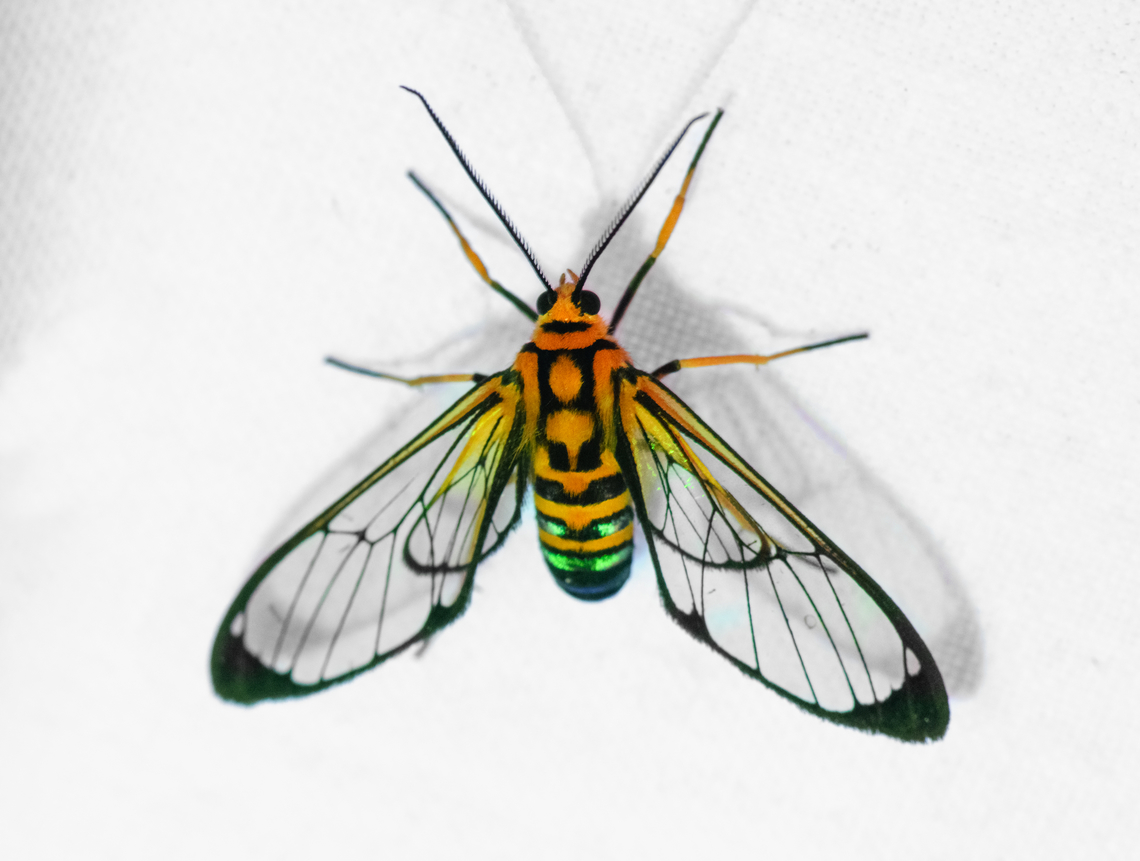Mesothen nomia, Otún Quimbaya Fauna and Flora Sanctuary, Colombia <a href="https://leps.fieldguide.ai/figures?category=59b0625b80bdc9351b5306ec" rel="nofollow">https://leps.fieldguide.ai/figures?category=59b0625b80bdc9351b5306ec</a> Colombia,Colombia 2022,Geotagged,Mesothen nomia,Otún Quimbaya Fauna and Flora Sanctuary,South America,Summer,World