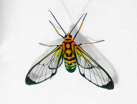 Mesothen nomia, Ot&uacute;n Quimbaya Fauna and Flora Sanctuary, Colombia https://leps.fieldguide.ai/figures?category=59b0625b80bdc9351b5306ec Colombia,Colombia 2022,Geotagged,Mesothen nomia,Ot&uacute;n Quimbaya Fauna and Flora Sanctuary,South America,Summer,World