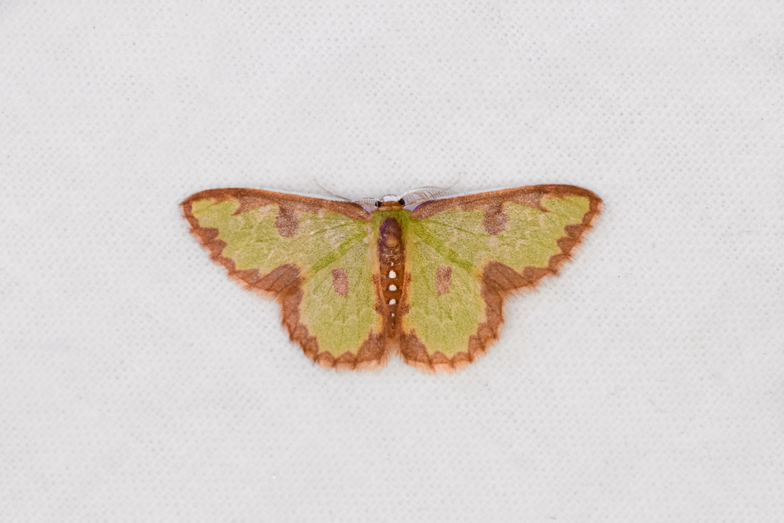 Synchlora sp., Ot&uacute;n Quimbaya Fauna and Flora Sanctuary, Colombia Synchlora dependens or Synchlora decorata. Colombia,Colombia 2022,Geotagged,Ot&uacute;n Quimbaya Fauna and Flora Sanctuary,South America,Summer,World