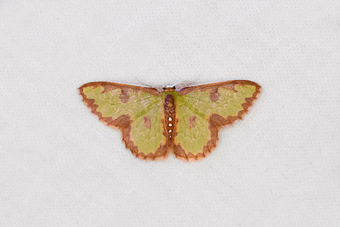 Synchlora sp., Ot&uacute;n Quimbaya Fauna and Flora Sanctuary, Colombia Synchlora dependens or Synchlora decorata. Colombia,Colombia 2022,Geotagged,Ot&uacute;n Quimbaya Fauna and Flora Sanctuary,South America,Summer,World