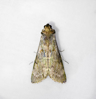 Epipaschiinae, Ot&uacute;n Quimbaya Fauna and Flora Sanctuary, Colombia  Colombia,Colombia 2022,Geotagged,Ot&uacute;n Quimbaya Fauna and Flora Sanctuary,South America,Summer,World