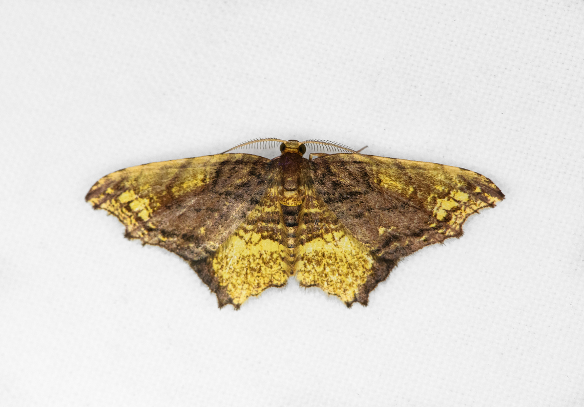 Eois angulata, Ot&uacute;n Quimbaya Fauna and Flora Sanctuary, Colombia  Colombia,Colombia 2022,Eois angulata,Geotagged,Ot&uacute;n Quimbaya Fauna and Flora Sanctuary,South America,Summer,World