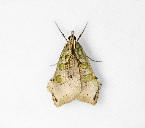 Moth, Otún Quimbaya Fauna and Flora Sanctuary, Colombia  Colombia,Colombia 2022,Geotagged,Otún Quimbaya Fauna and Flora Sanctuary,South America,Summer,World
