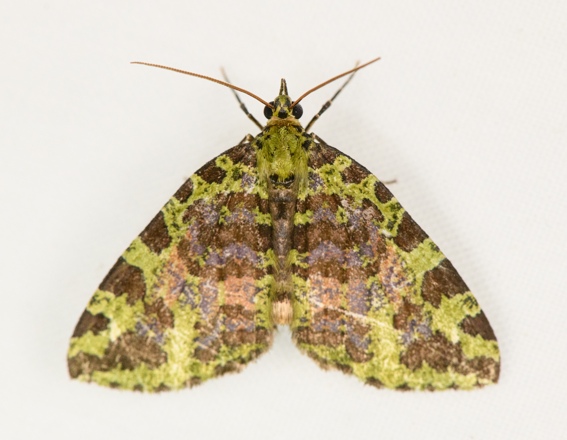 Hydriomena cydippe, Otún Quimbaya Fauna and Flora Sanctuary, Colombia  Colombia,Colombia 2022,Geotagged,Hydriomena cydippe,Otún Quimbaya Fauna and Flora Sanctuary,South America,Summer,World