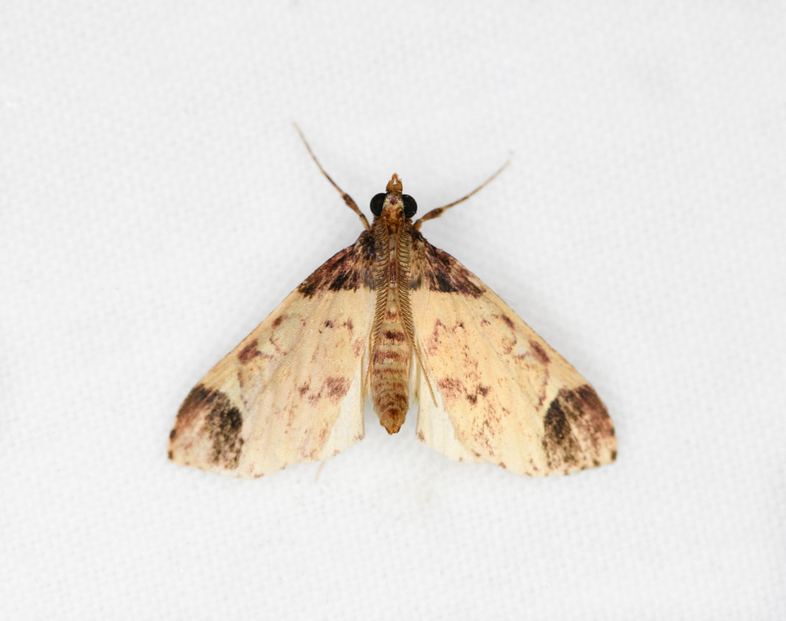 Carpet moth? Otún Quimbaya Fauna and Flora Sanctuary, Colombia  Colombia,Colombia 2022,Geotagged,Otún Quimbaya Fauna and Flora Sanctuary,South America,Summer,World