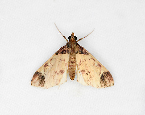 Carpet moth? Ot&uacute;n Quimbaya Fauna and Flora Sanctuary, Colombia  Colombia,Colombia 2022,Geotagged,Ot&uacute;n Quimbaya Fauna and Flora Sanctuary,South America,Summer,World