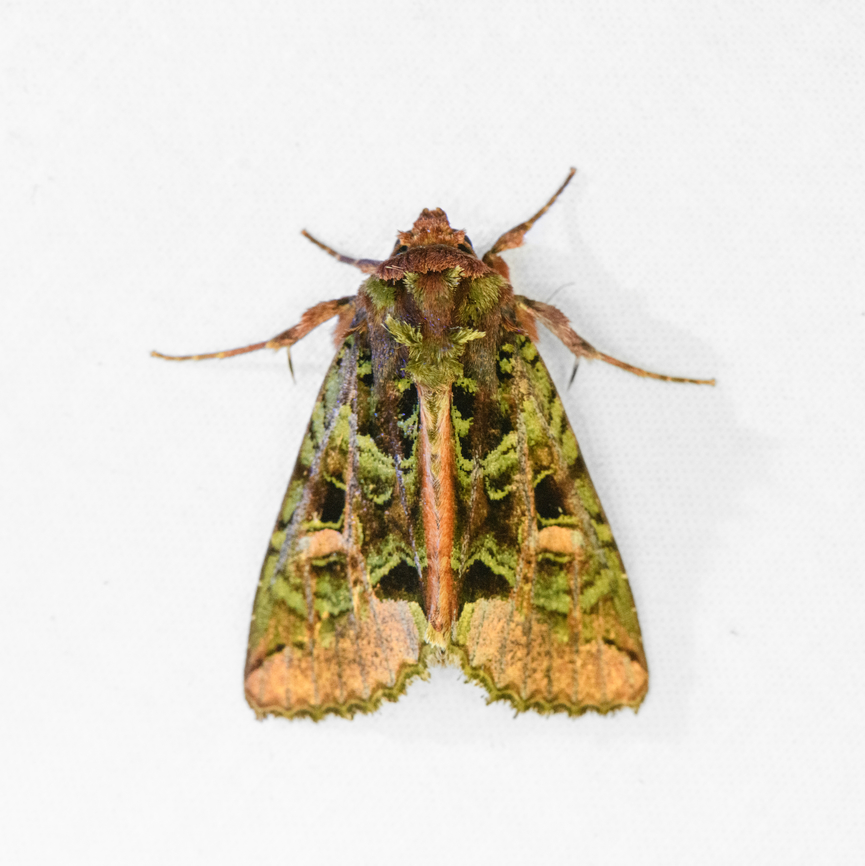 Cutworm moth, Ot&uacute;n Quimbaya Fauna and Flora Sanctuary, Colombia  Colombia,Colombia 2022,Geotagged,Ot&uacute;n Quimbaya Fauna and Flora Sanctuary,South America,Summer,World