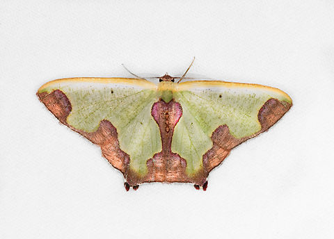 Oospila quinquemaculata, Ot&uacute;n Quimbaya Fauna and Flora Sanctuary, Colombia Reference:
https://leps.fieldguide.ai/figure/63995ba5064b34f5456c2b8a/detail?place=ne1159320517&category=59bb3e38929d3d72ee667048

An alternative candidate is Oospila asmura, but it seems only reported from Central America. Colombia,Colombia 2022,Geotagged,Oospila quinquemaculata,Ot&uacute;n Quimbaya Fauna and Flora Sanctuary,South America,Summer,World