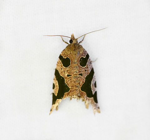 Sisurcana sp., Ot&uacute;n Quimbaya Fauna and Flora Sanctuary, Colombia  Colombia,Colombia 2022,Geotagged,Ot&uacute;n Quimbaya Fauna and Flora Sanctuary,South America,Summer,World