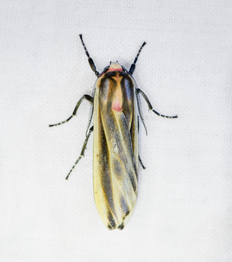 Aemilia mincosa, Ot&uacute;n Quimbaya Fauna and Flora Sanctuary, Colombia  Aemilia mincosa,Colombia,Colombia 2022,Geotagged,Ot&uacute;n Quimbaya Fauna and Flora Sanctuary,South America,Summer,World