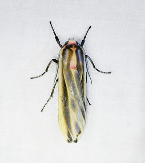 Aemilia mincosa, Ot&uacute;n Quimbaya Fauna and Flora Sanctuary, Colombia  Aemilia mincosa,Colombia,Colombia 2022,Geotagged,Ot&uacute;n Quimbaya Fauna and Flora Sanctuary,South America,Summer,World