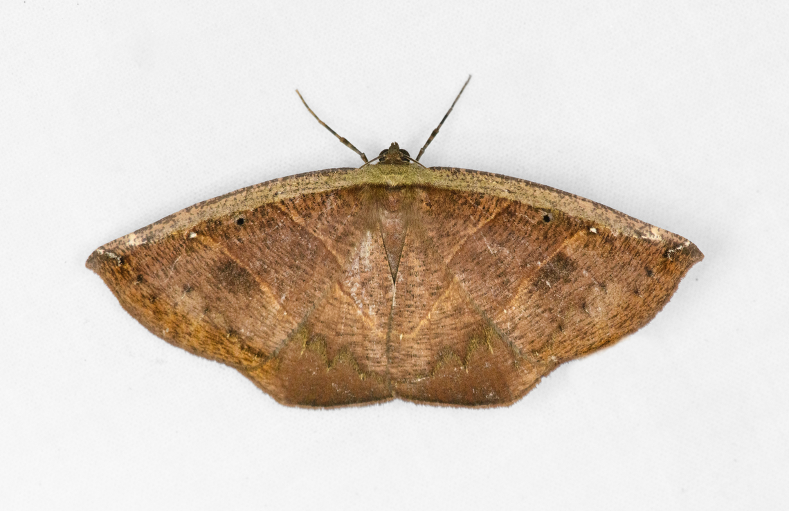 Cimicodes, Ot&uacute;n Quimbaya Fauna and Flora Sanctuary, Colombia  Colombia,Colombia 2022,Geotagged,Ot&uacute;n Quimbaya Fauna and Flora Sanctuary,South America,Summer,World