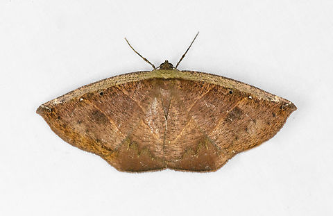 Cimicodes, Ot&uacute;n Quimbaya Fauna and Flora Sanctuary, Colombia  Colombia,Colombia 2022,Geotagged,Ot&uacute;n Quimbaya Fauna and Flora Sanctuary,South America,Summer,World