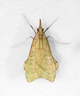 Crambid Snout Moths, Ot&uacute;n Quimbaya Fauna and Flora Sanctuary, Colombia  Colombia,Colombia 2022,Geotagged,Ot&uacute;n Quimbaya Fauna and Flora Sanctuary,South America,Summer,World
